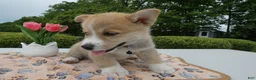 Welsh Corgi Pembroke dogs for sale: Puppy 6 Buddy - Ad 2