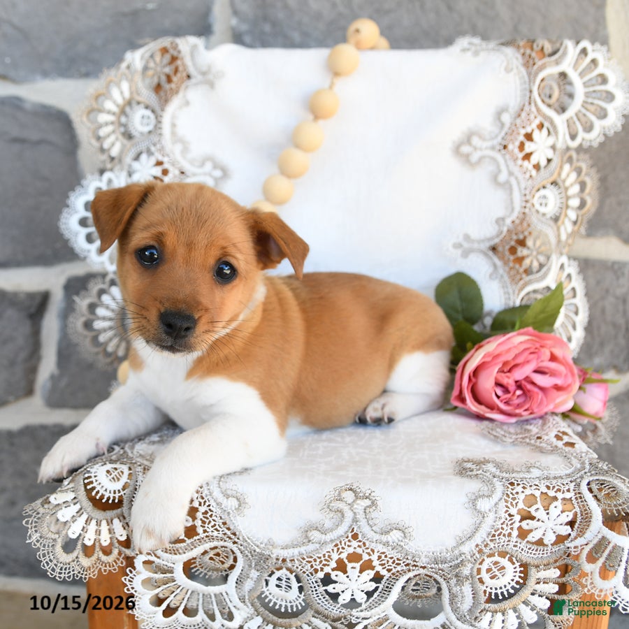 Jack Russell Terrier dogs for sale: Angie - Ad 1