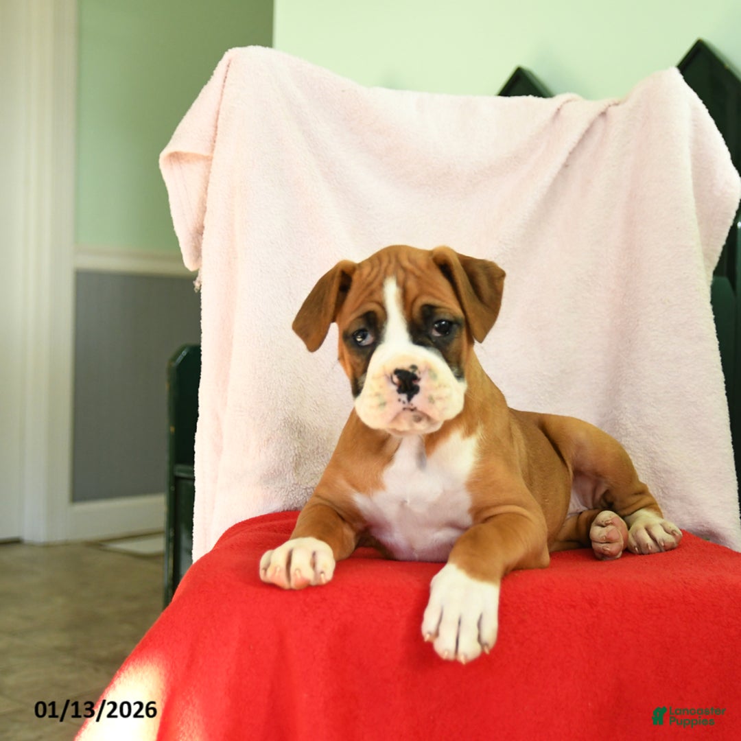 Boxer dogs for sale: Ashley - Ad 3