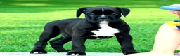 Boxer dogs for sale: Beauty  - Ad 6