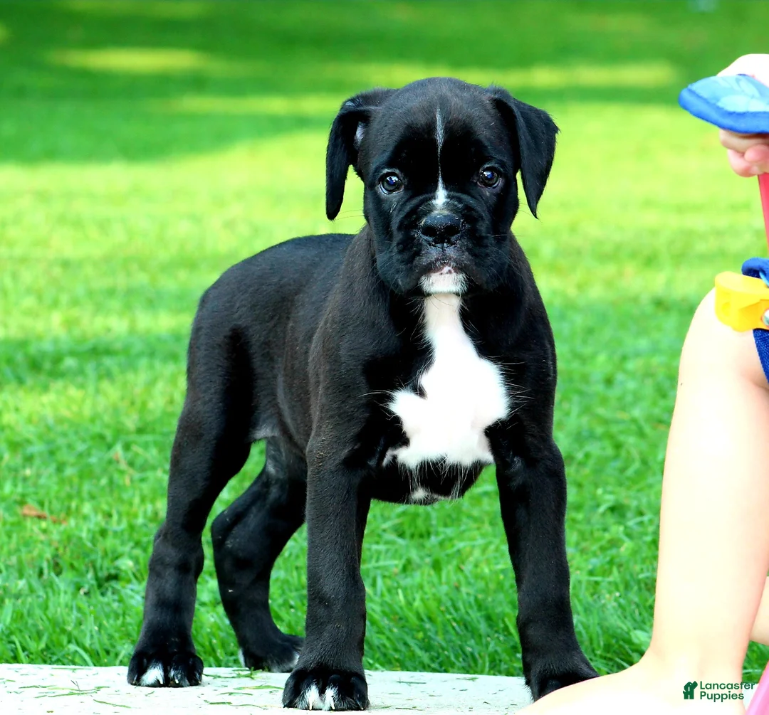 Boxer dogs for sale: Beauty  - Ad 6