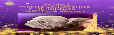 Phynlee “Purple Collar”, Female 