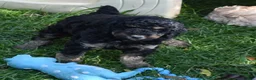 Standard Poodle dogs for sale: Standard Poodle 11 Black Phantom - Ad 3