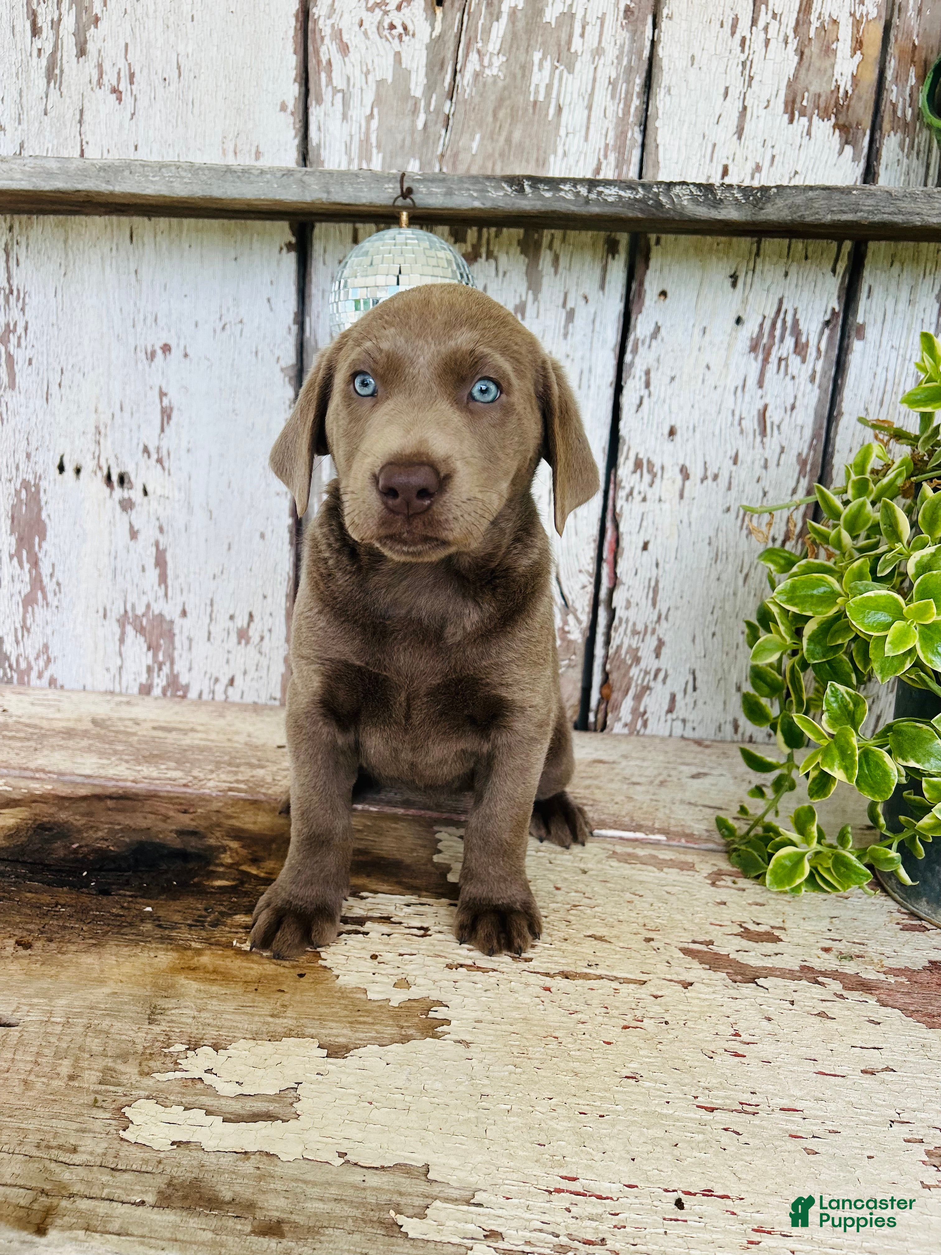Labrador Retriever dogs Ally  - Ad 2
