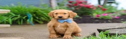 Golden Retriever dogs for sale: Beaver - Ad 4