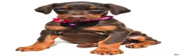 Doberman Pinscher dogs for sale: Heidi - Ad 8