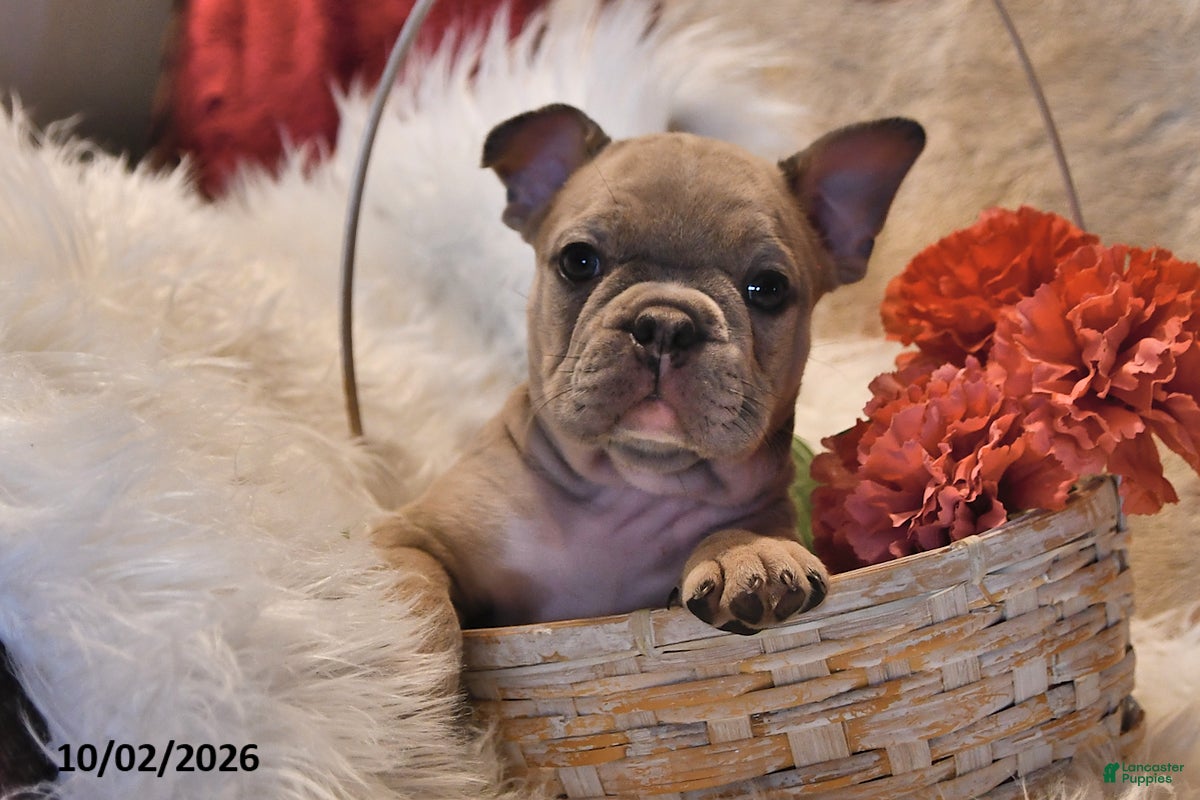 Frenchton dogs Puddles - Ad 2