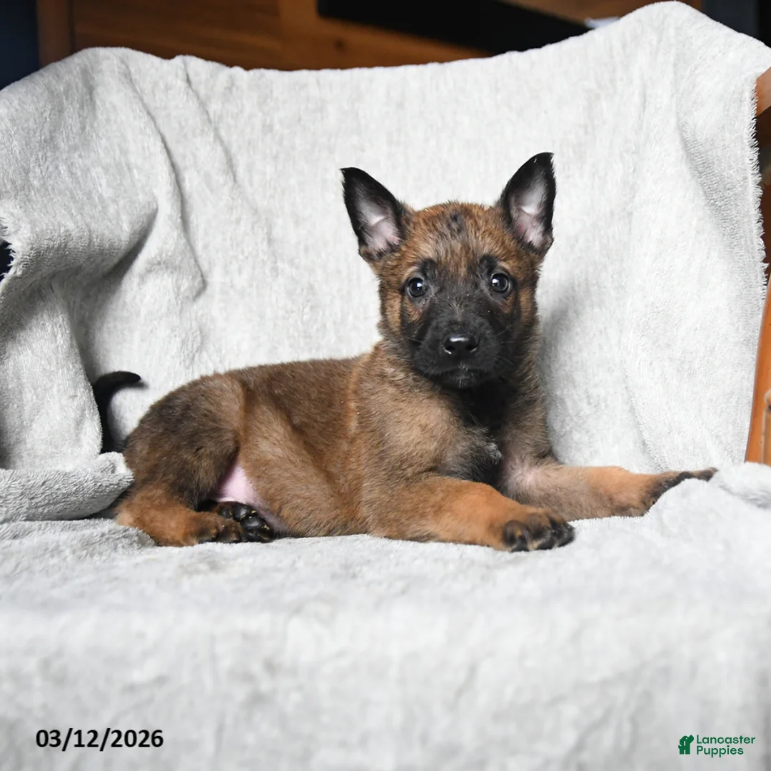 Mixed Breed dogs for sale: Trump - Ad 3