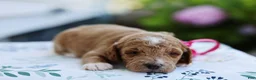 Mini Goldendoodle dogs for sale: Summer - Ad 9