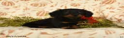 Miniature Dachshund dogs for sale: Puddles - Ad 2