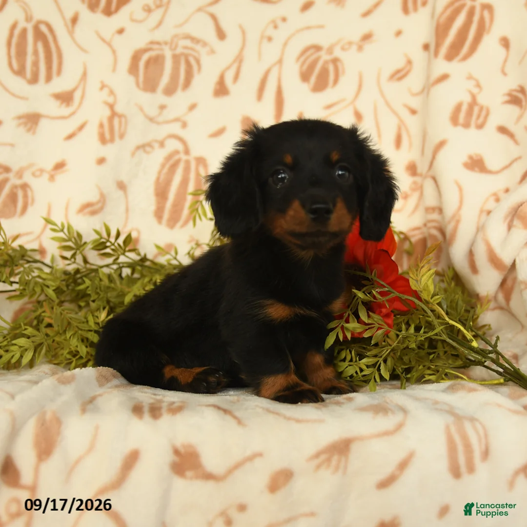 Miniature Dachshund dogs for sale: Puddles - Ad 2