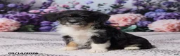 Corgipoo dogs for sale: Alice - Ad 1