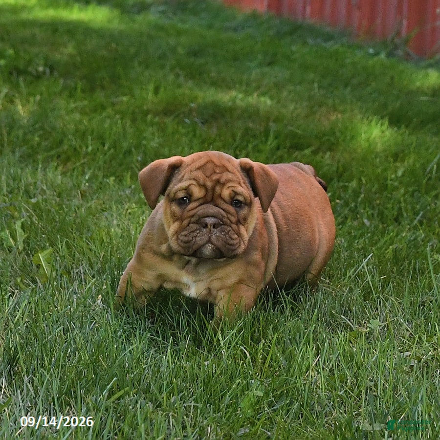 English Bulldog dogs Daffodil - Ad 2