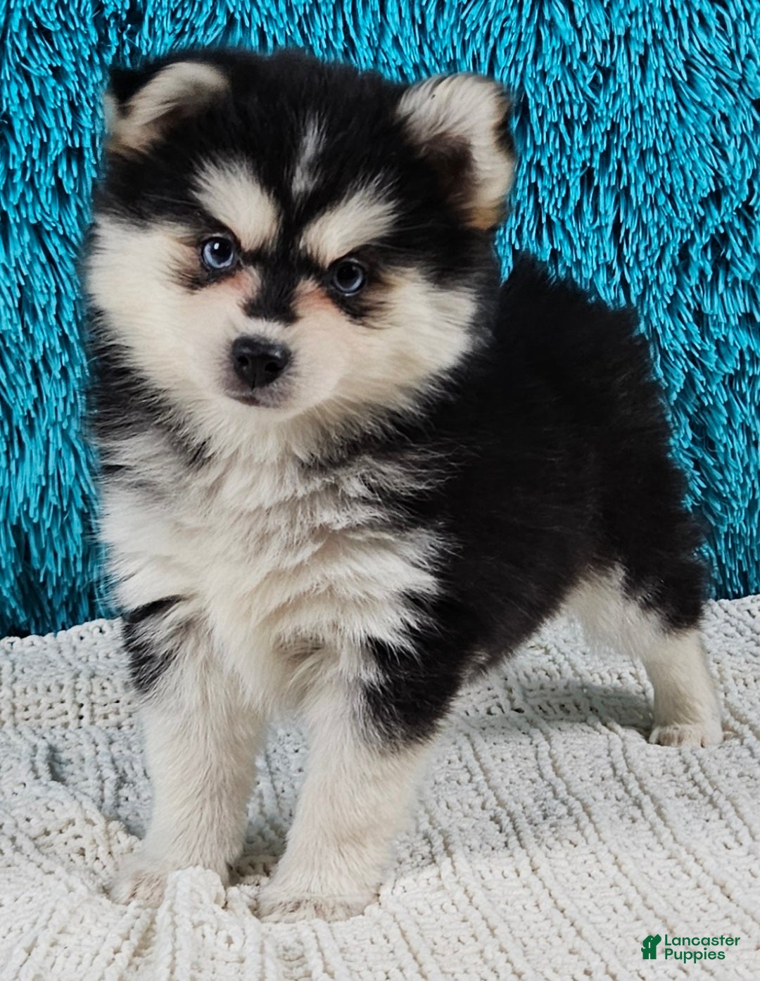Pomsky dogs for sale: Nina - Ad 2