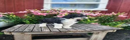 Bernedoodle dogs for sale: Celeste - Ad 3