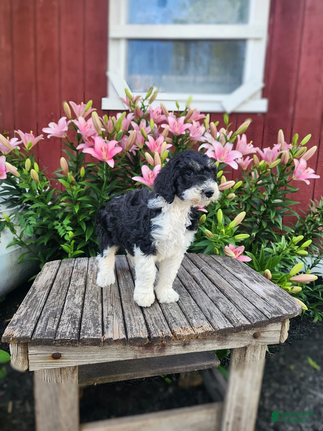Bernedoodle dogs for sale: Celeste - Ad 3
