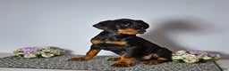 Doberman Pinscher dogs for sale: Doberman Pinscher Puppy 1 - Ad 2