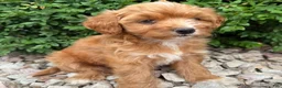 Cavapoo dogs for sale: Paul  - Ad 2