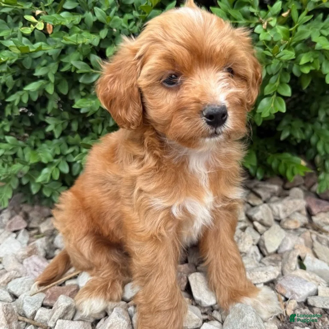 Cavapoo dogs for sale: Paul  - Ad 2