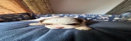 Shih Tzu dogs for sale: Shih Tzu 3 Hazel - Ad 5