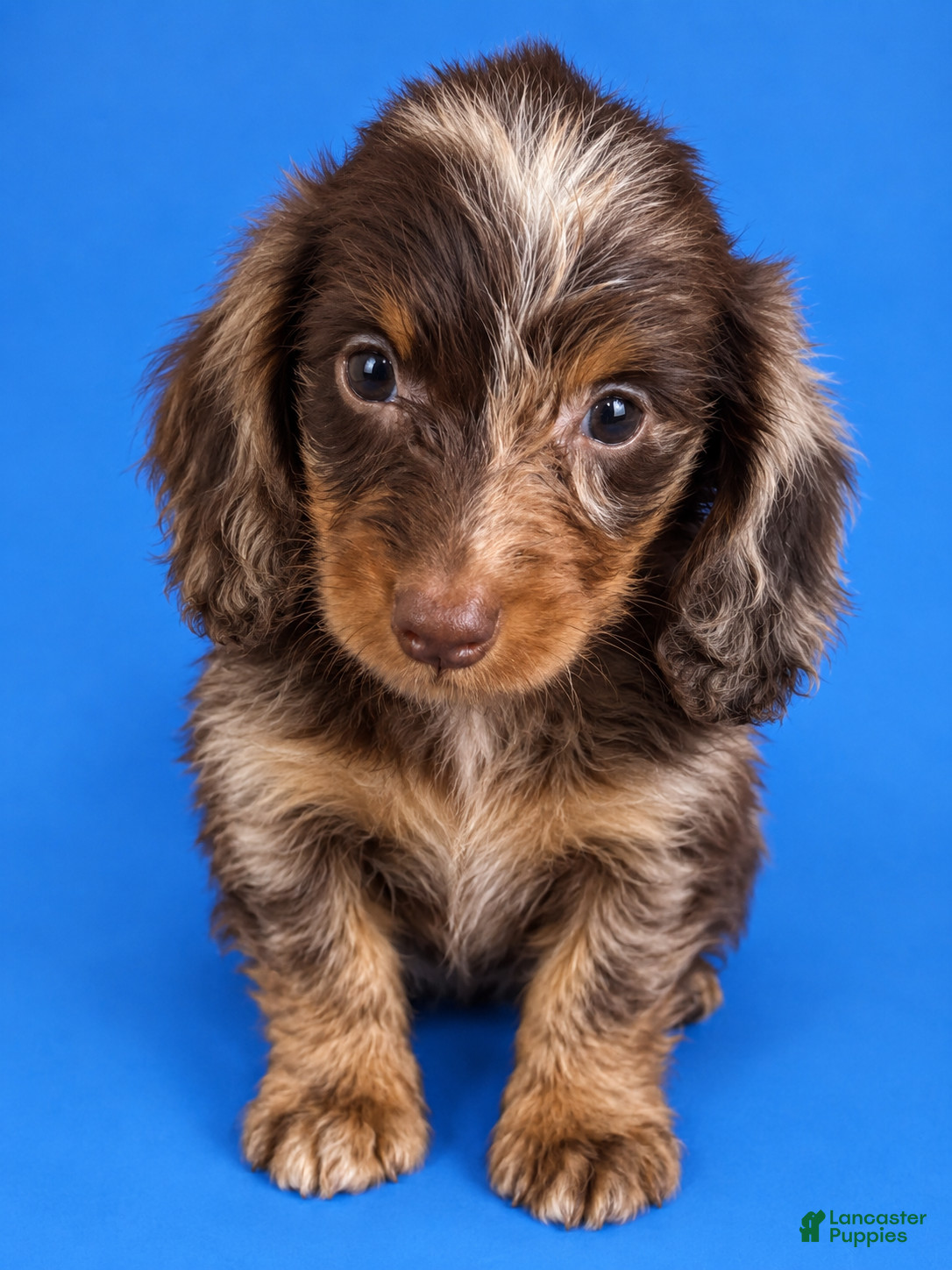 Miniature Dachshund dogs Miniature Dachshund 1 - Ad 2