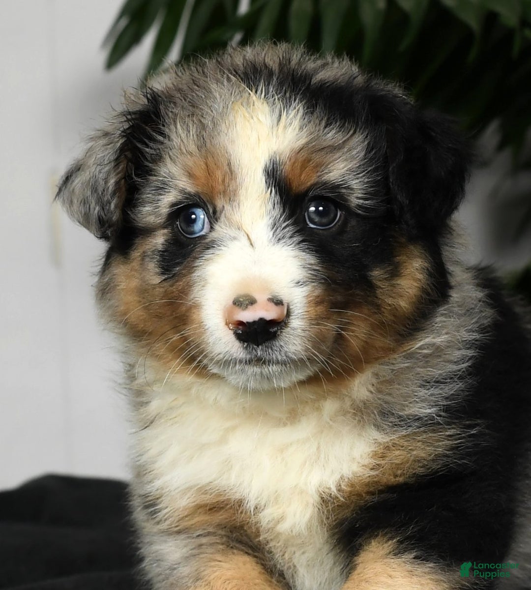Australian Shepherd dogs for sale: Buster - Ad 6