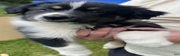 Australian Shepherd dogs for sale: Tulip female Australian Shepherd - Ad 1