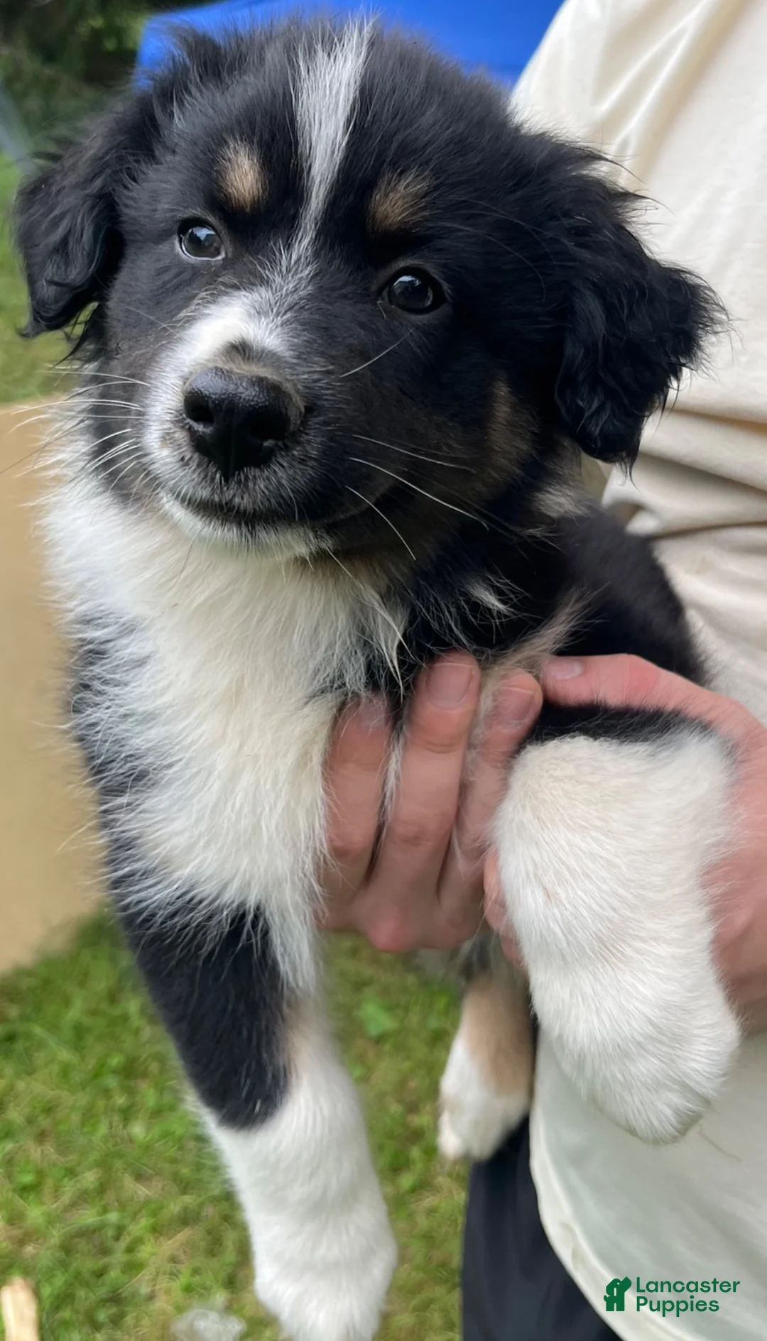 Australian Shepherd dogs for sale: Tulip female Australian Shepherd - Ad 1