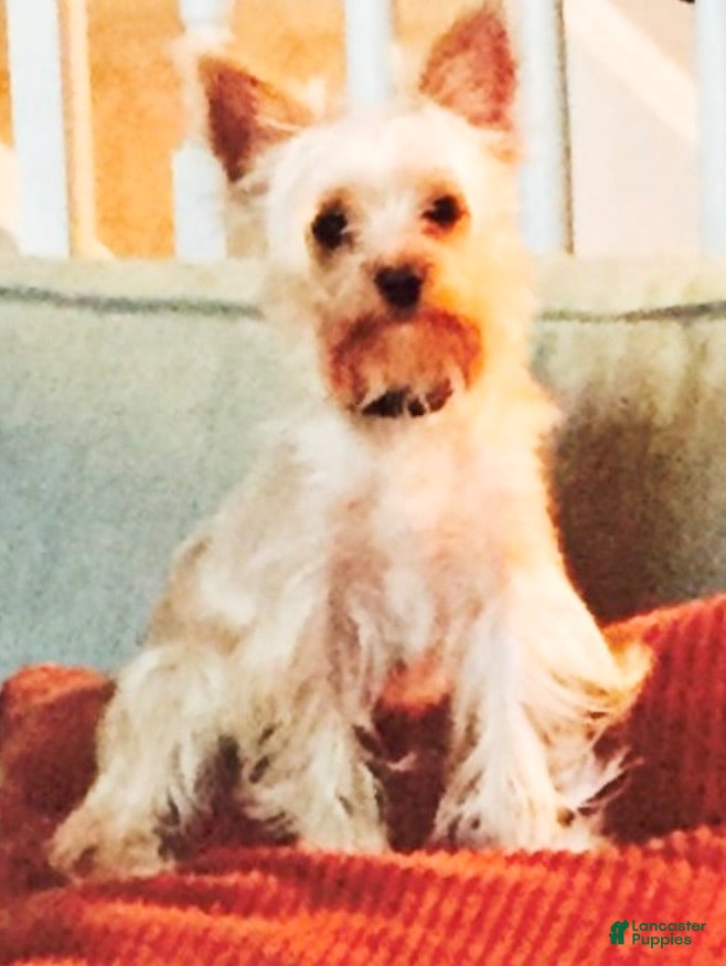 Yorkshire Terrier dogs CHANCE - Ad 2