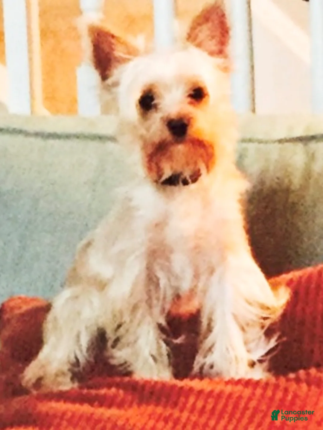 Yorkshire Terrier dogs for stud: CHANCE - Ad 1
