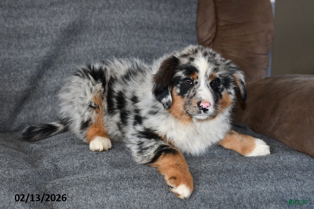 Mixed Breed dogs Lily - Ad 2