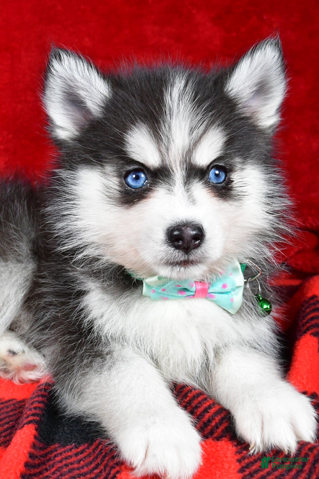 Pomsky dogs for sale: Vance - Ad 3
