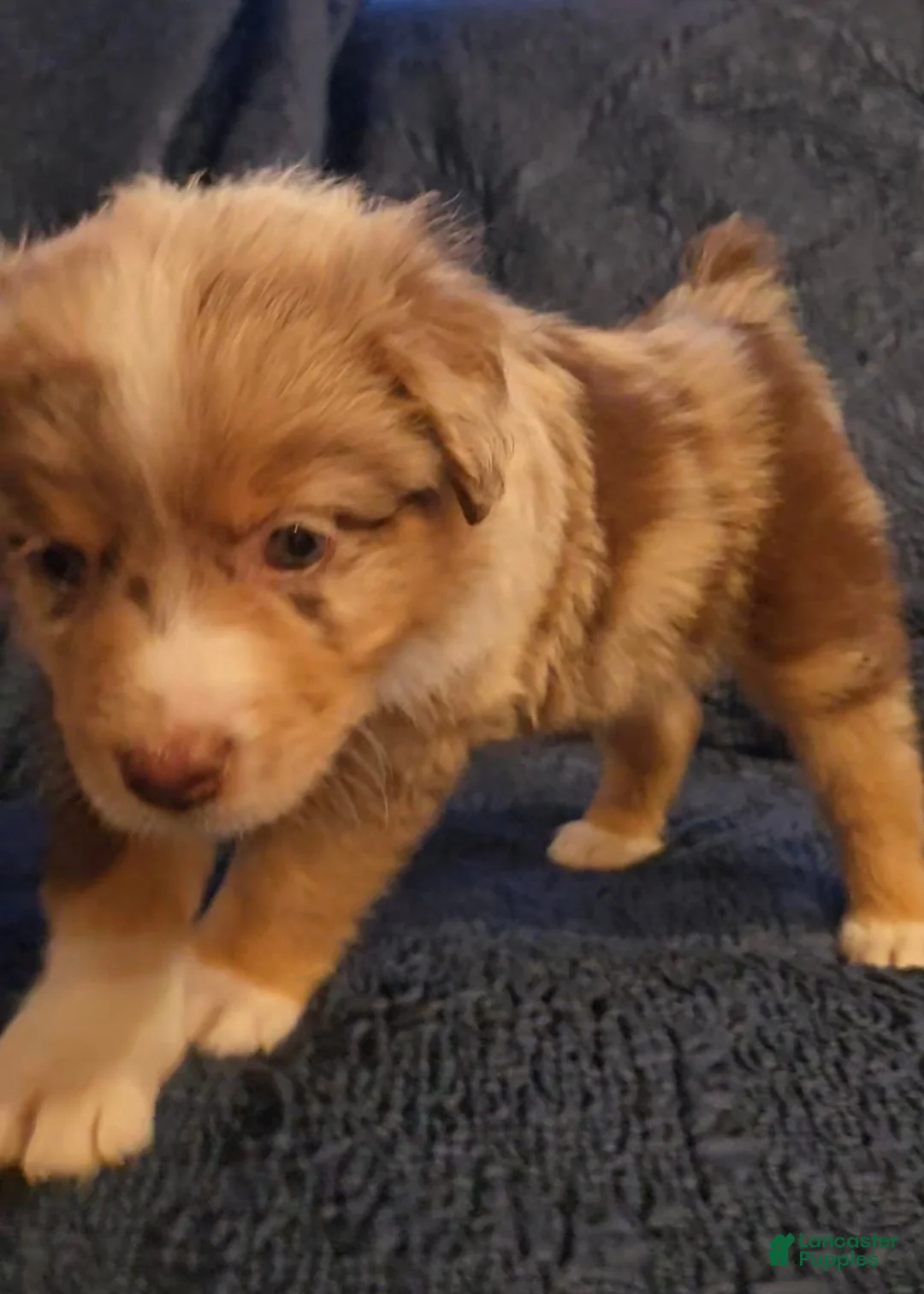 Australian Shepherd dogs for sale: Australian Shepherd Puppy 4 - Ad 2
