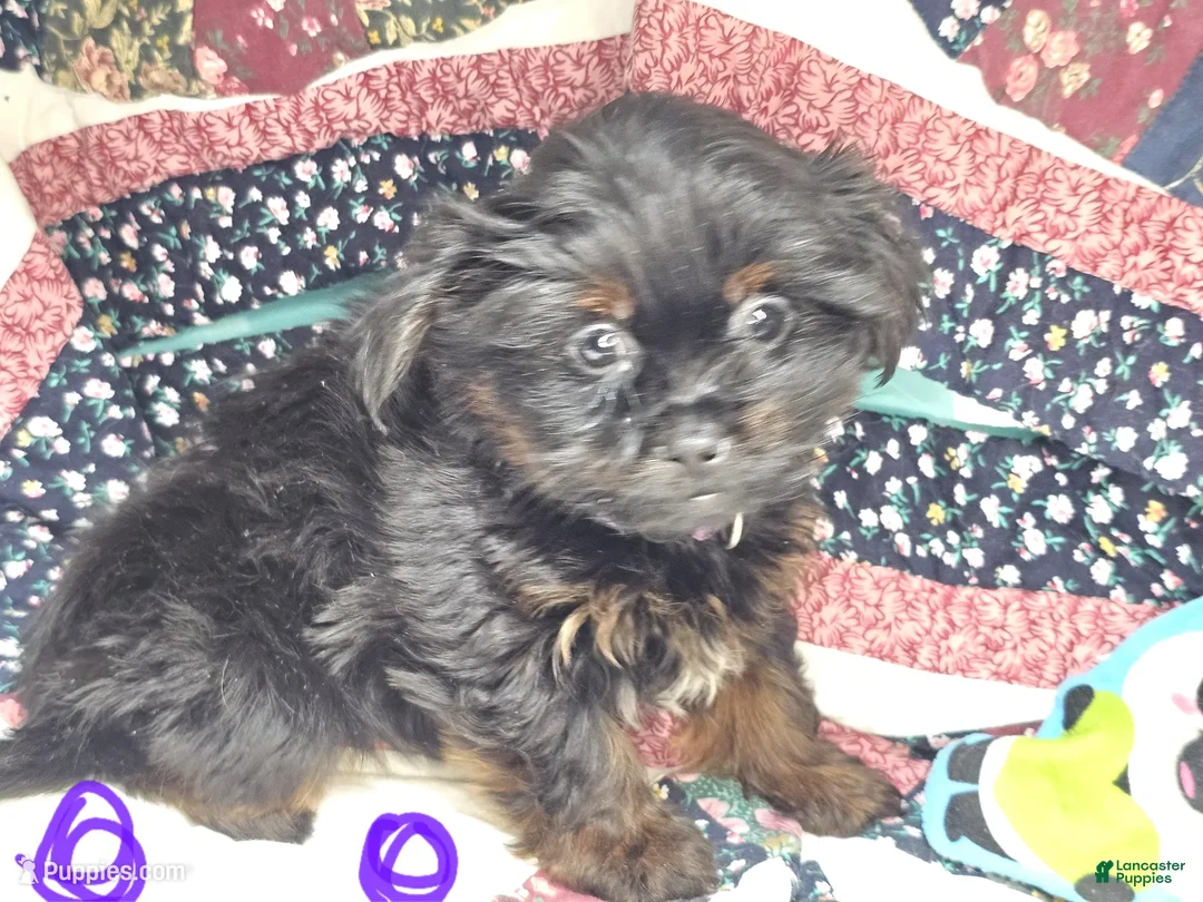 Mixed Breed dogs for sale: Glorie [Yorkinese] - Ad 1