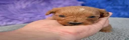 Cavapoo dogs for sale: Cavapoo 6 - Ad 34