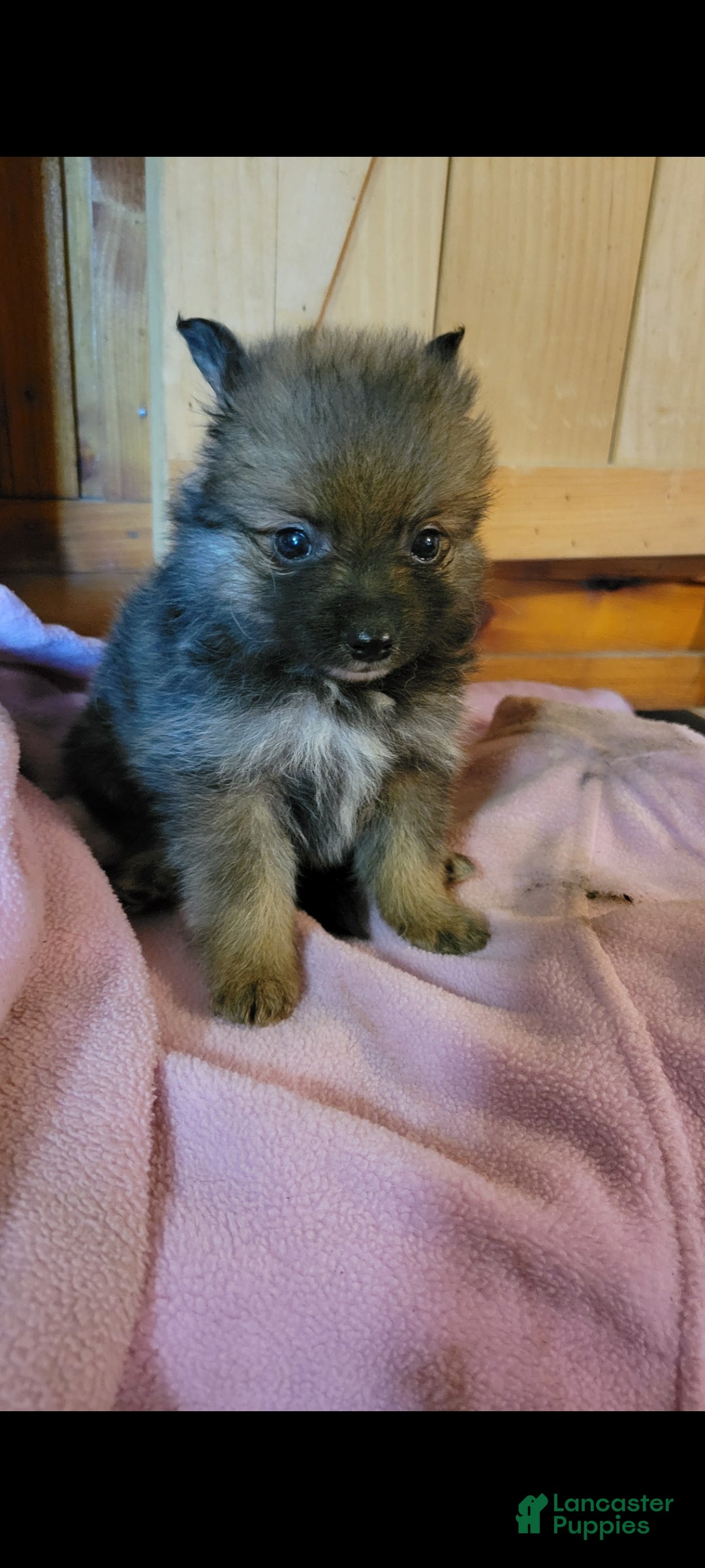 Pomeranian dogs Sassy  - Ad 36