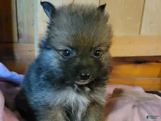 Pomeranian dogs Sassy - Ad 36