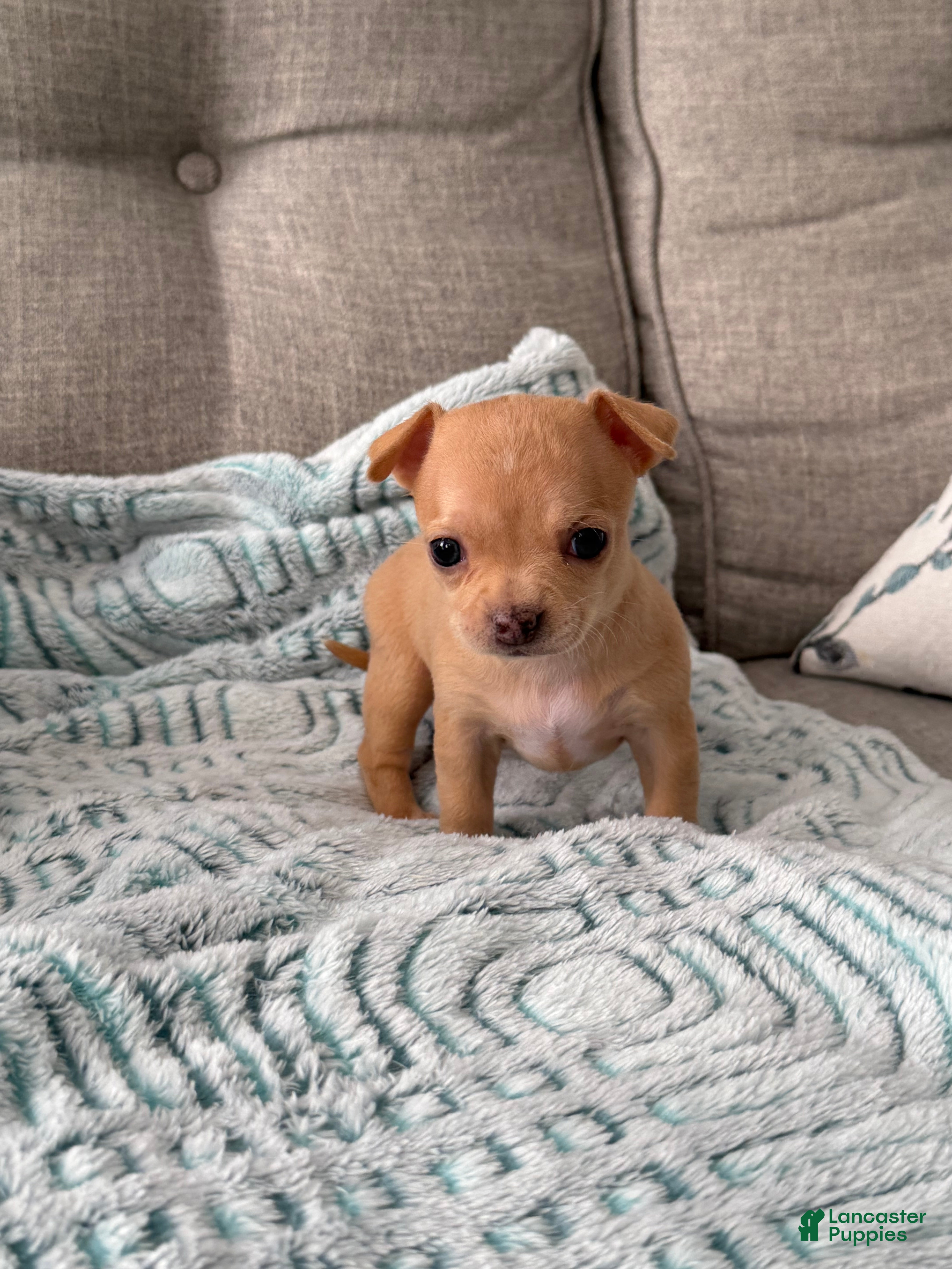 Chihuahua dogs for sale: Nala - Ad 1