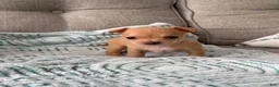 Chihuahua dogs for sale: Nala - Ad 1