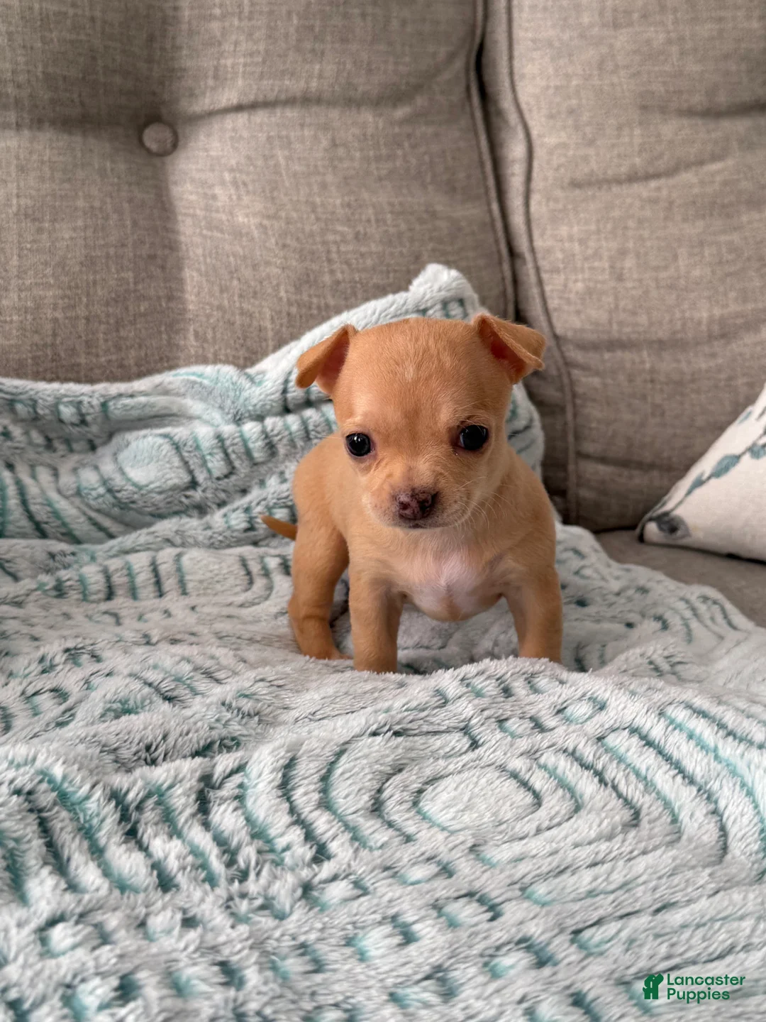 Chihuahua dogs for sale: Nala - Ad 1