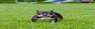 American Bully Puppy 2