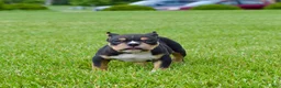 American Bully dogs for sale: American Bully Puppy 2 - Ad 1