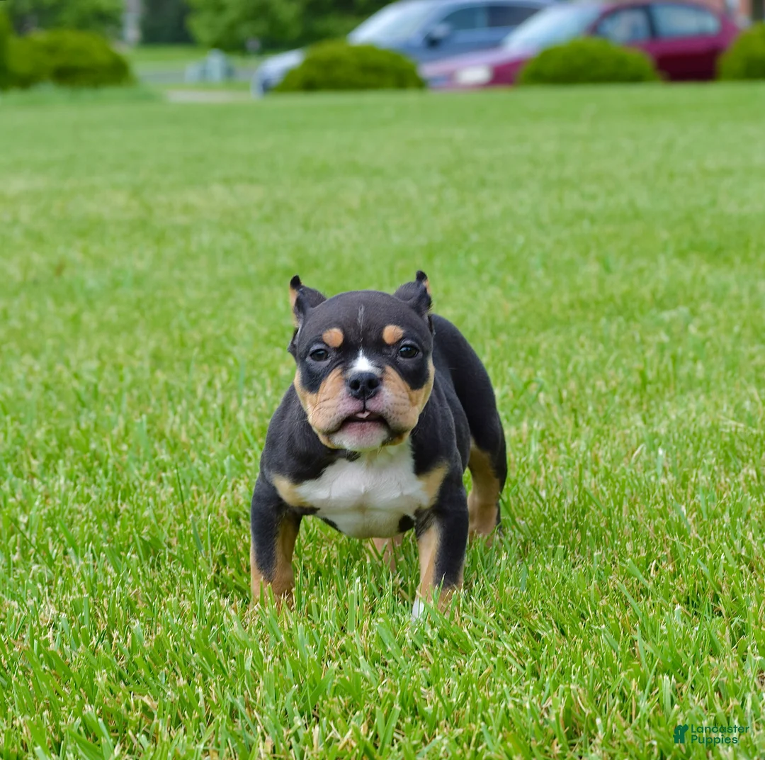 American Bully dogs for sale: American Bully Puppy 2 - Ad 1