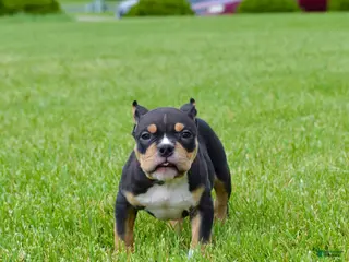 American Bully dogs for sale: American Bully Puppy 2 - Ad 2