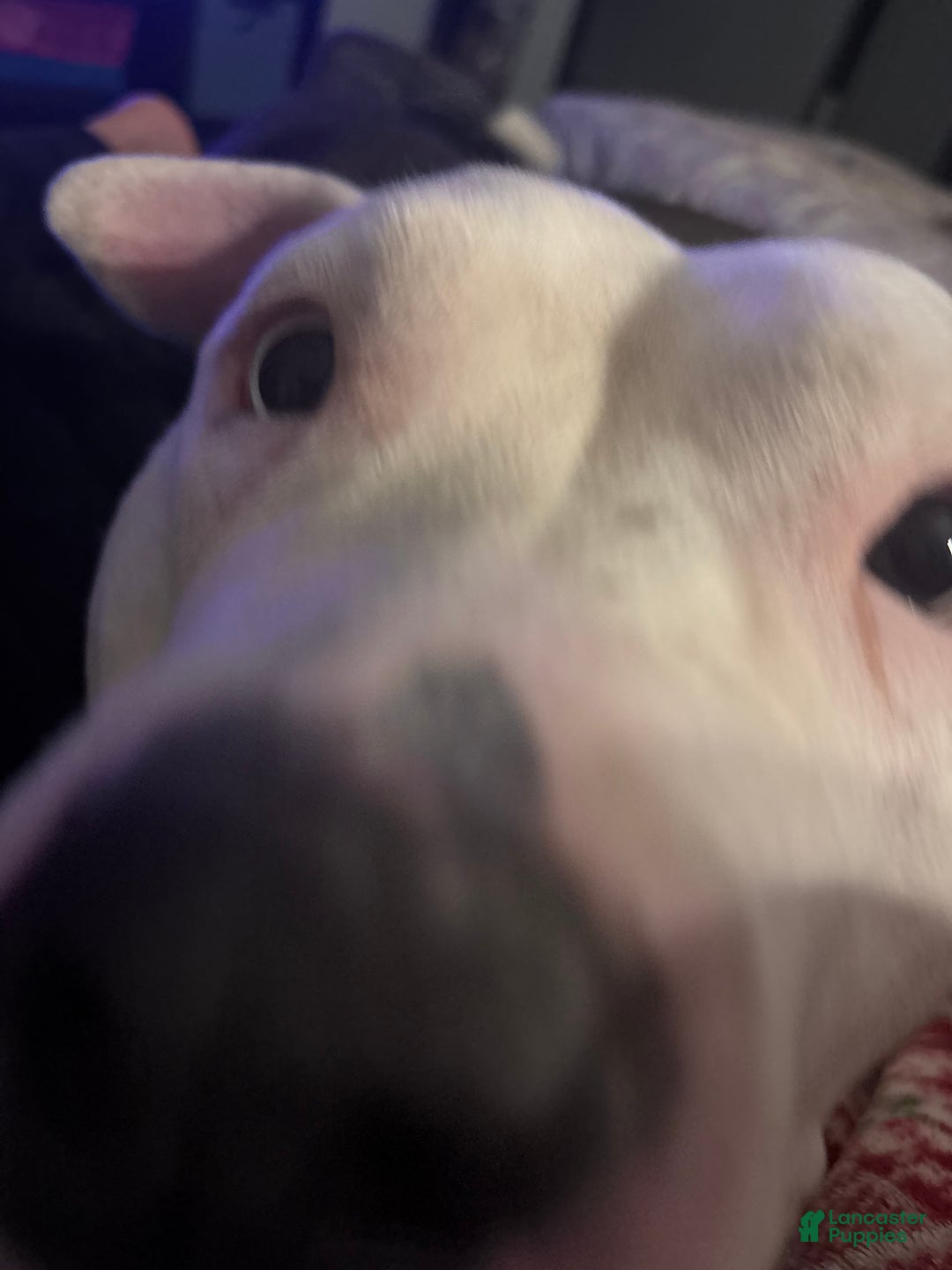 American Bully dogs for sale: Milli - Ad 24