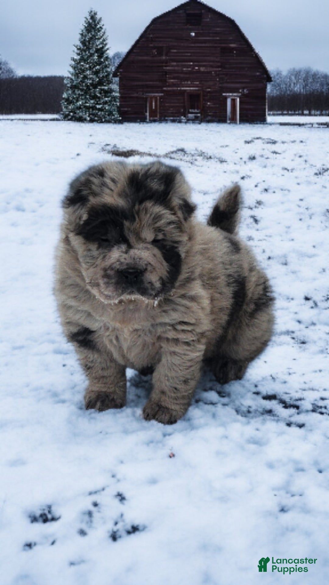 Shar Pei dogs for sale: Marla merle mini bear  - Ad 10