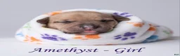 American Bully dogs for sale: Amethyst  - Ad 1