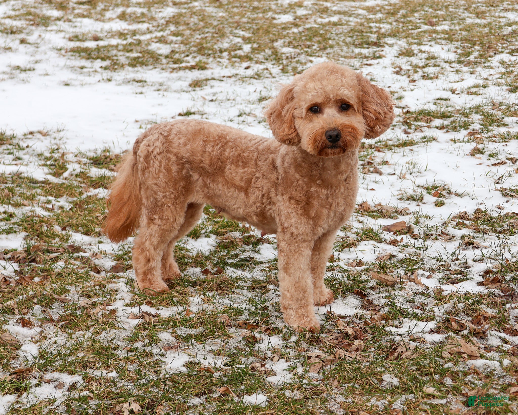 Mini Goldendoodle dogs Gentry - Ad 18