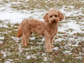 Mini Goldendoodle dogs Gentry - Ad 18
