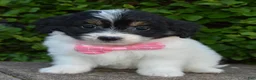 Mini Bernedoodle dogs for sale: Mini Brynn - Ad 13
